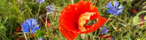 Headerbild Klatschmohn und Kornblumen 1100x300px